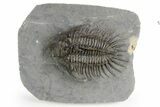 Spiny Comura Trilobite - Great Preparation #250010-2